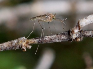 Virus West Nile, prima inchiesta a Ferrara. Indagati 11 medici dell’ospedale di Cona