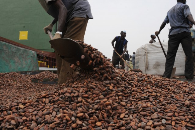 Secondo l'international center for tropical agricolture, le coltivazioni di cacao in Africa dovranno presto combattere contro il riscaldamento globale.
