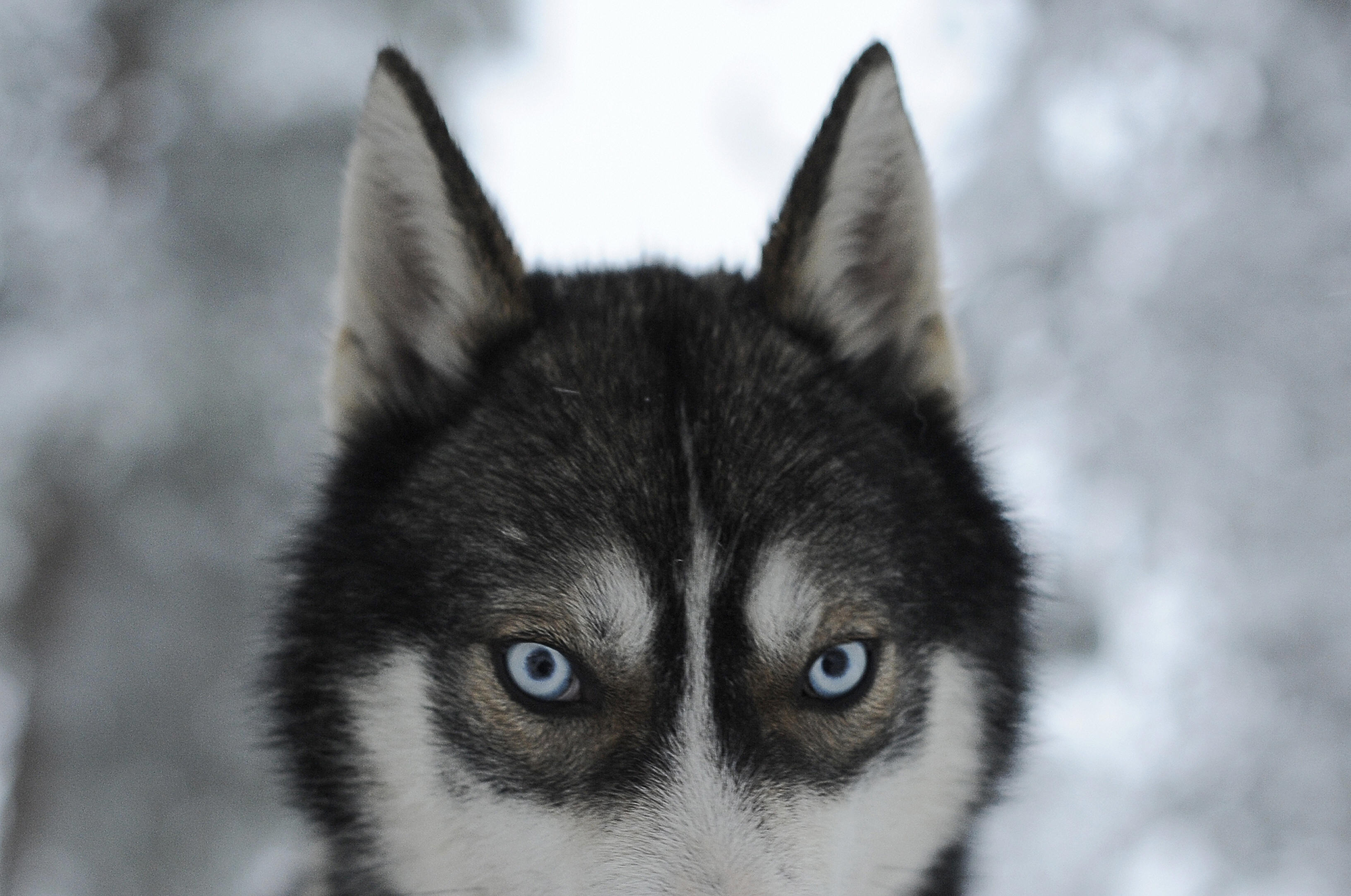 Come Modificare Il Colore Degli Occhi Nelle Foto