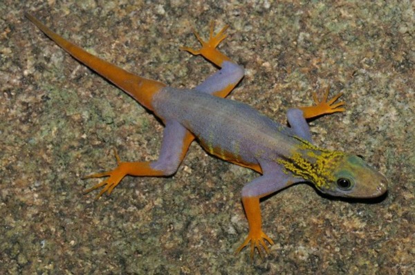 Le popolazioni della regione del bacino Mekong le conoscevano già, ma per la scienza sono un'assoluta scoperta: oltre 200 specie tra piante, rettili, pesci, anfibi, mammiferi ed uccelli, osservati nel 2010 e presentati nell'ultimo rapporto del WWF. Purtroppo su molte di esse già si allunga l'ombra nefasta dell'estinzione.
