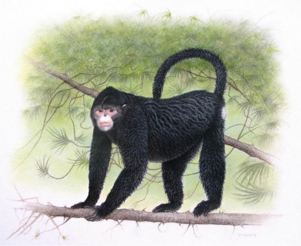 Le popolazioni della regione del bacino Mekong le conoscevano già, ma per la scienza sono un'assoluta scoperta: oltre 200 specie tra piante, rettili, pesci, anfibi, mammiferi ed uccelli, osservati nel 2010 e presentati nell'ultimo rapporto del WWF. Purtroppo su molte di esse già si allunga l'ombra nefasta dell'estinzione.