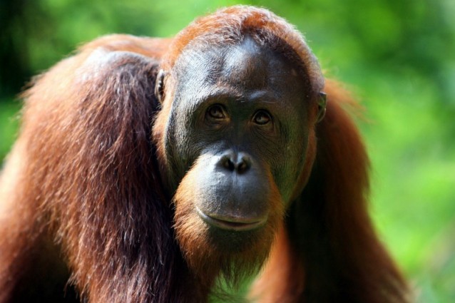 L'osservazione degli oranghi indonesiani e lo studio dei comportamenti adottati da questi per sopravvivere alla fame apre a nuove prospettive sulla cura dell'obesità e potrebbe far rivalutare alcune teorie su cui si basano le diete odierne.