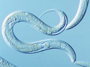 celegans