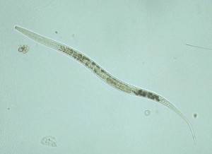 nematode