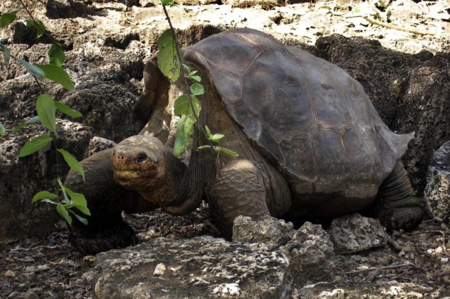 Censita dal naturalista britannico Charles Darwin durante lo storico viaggio che lo portò a toccare le coste delle isole Galapagos nel 1835 e ritenuta estinta poco tempo dopo, questa specie potrebbe invece esistere ancora, la prova nel corredo genetico delle sue discendenti ibride.