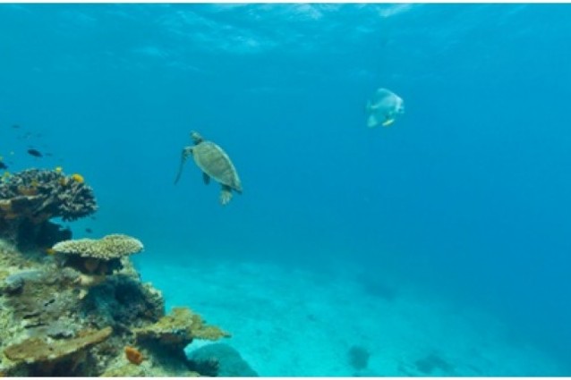 barriera corallina