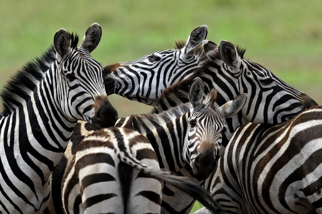 Alcuni zoologi ritengono che le caratteristiche strisce della zebra svolgano un importante influenza sulle interazioni sociali, altri hanno sempre sostenuto che servissero all'animale per mimetizzarsi: ma secondo una recente ricerca, quel motivo bianco e nero avrebbe ancora un altra funzione.
