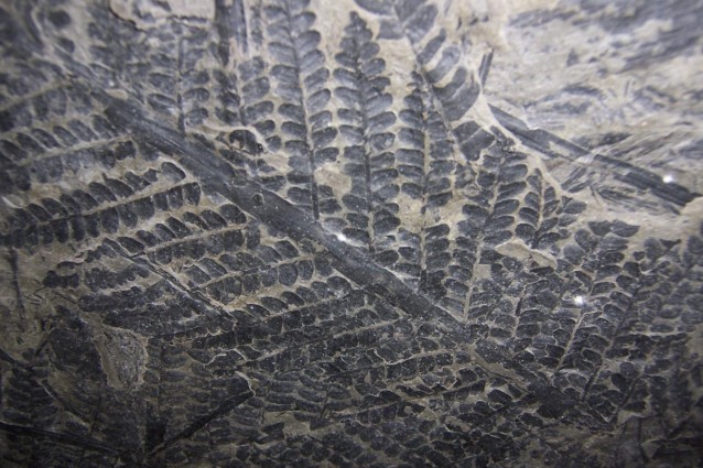 Venuta alla luce in Mongolia la foresta rimasta nascosta per 300 milioni di anni sotto le ceneri del vulcano che la seppellì completamente nel corso di un eruzione. La sua storia ricorda quella della ben più recente Pompei in cui il tempo sembra essersi fermato in un istantanea vecchia di secoli.