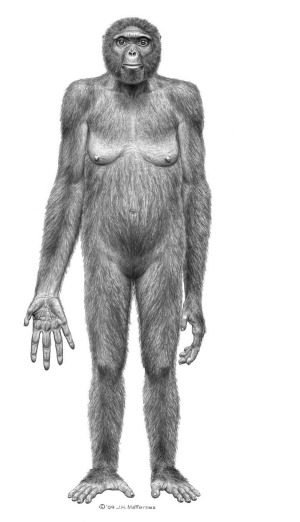 Quando il nostro diretto antenato Australopitecus Afarensis deambulava già perfettamente eretto si ritrovava a condividere lo spazio con altre specie di ominidi che ancora si arrampicavano sugli alberi. La recente scoperta di un fossile di piede fa luce su quel complesso processo che fu l evoluzione.