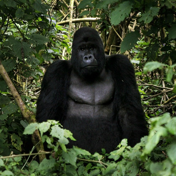 Per la prima volta, attraverso il sequenziamento del genoma, gli scienziati possono confrontarsi con la mappa completa del DNA dei gorilla scoprendo, così, che tra umani e gorilla la distanza è ancora più breve di quanto si credeva ed incamminandosi sul sentiero che porta alla comprensione della nostra storia evolutiva.