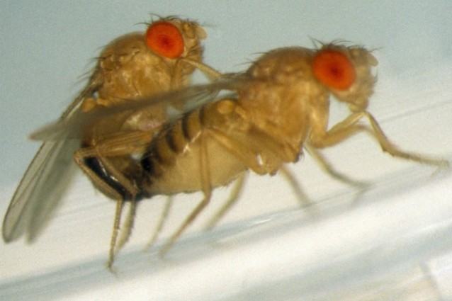 Quando il maschio del moscerino della frutta, Drosophila melanogaster, viene rifiutato dalla femmina compensa la propria insoddisfazione sessuale assumendo quantità elevate di alcol fino all intossicazione.