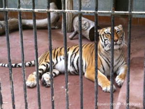 Tigre dello Zoo di Napoli