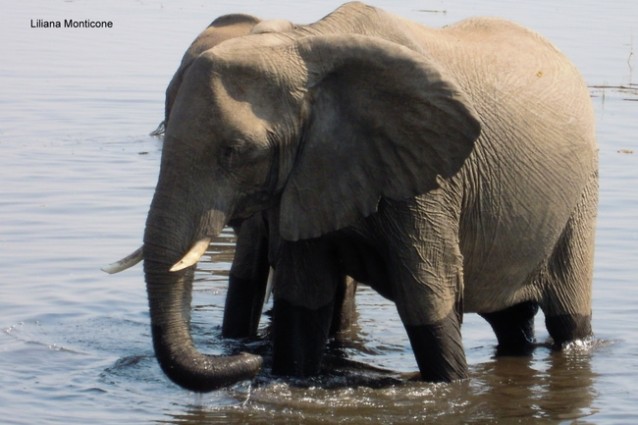 Chobe National Park - Botswana. Animali e fotografia
