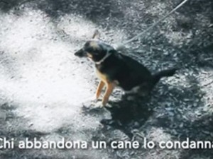 Abbandonare un cane è un reato!