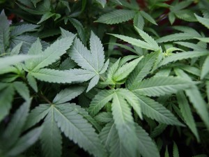 Qualche mese fa la Toscana, ora anche la Regione Liguria ha approvato la proposta di legge per l’erogazione di farmaci a base di cannabinoidi. “Superare gli ostacoli ideologici che in Italia hanno ritardato l’utilizzo di questi farmaci”.
