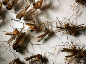 Una diffusione massiccia del virus del Nilo occidentale sta spaventando il sud degli Stati Uniti che hanno dichiarato lo stato di allerta