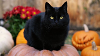 gatto nero