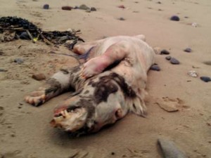 strana creatura animale