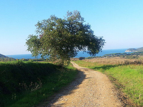 Viale simbolo del viaggiare