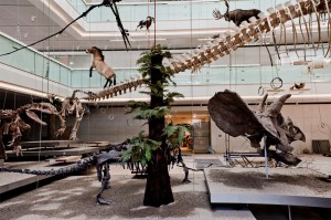 MUSE. Fotografo Claudia Corret, Archivio MUSE Museo delle Scienze