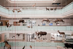 MUSE. Fotografo Claudia Corret, Archivio MUSE Museo delle Scienze