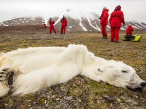 Orso polare morto affamato per lo scioglimento dei ghiacci marini