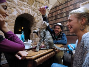 Apre a Parigi il primo caffè dei gatti