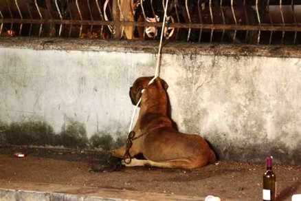 Cane morto soffocato a Roma: denunciati gli agenti di polizia