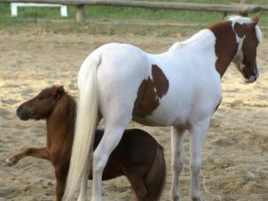 Città di Castello, rubato il pony più piccolo del mondo