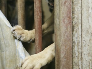 Scoperto canile abusivo a Riano: c’erano animali morti da anni