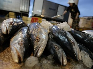Lo spray che fa sembrare fresco il pesce andato a male: indaga la procura