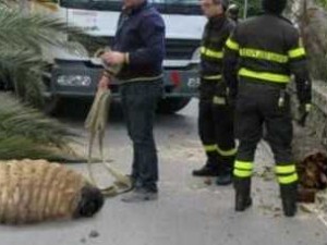 Punteruolo rosso gigante trovato in Campania, la bufala diventata virale