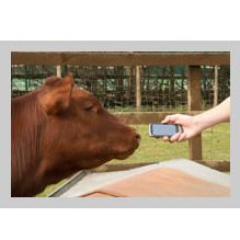 google_animals