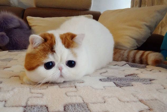 Snoopy, il gatto cinese che spopola sui social network