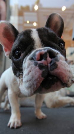 bulldog piccolo