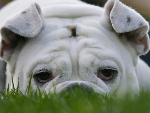 Tristezza di un bulldog