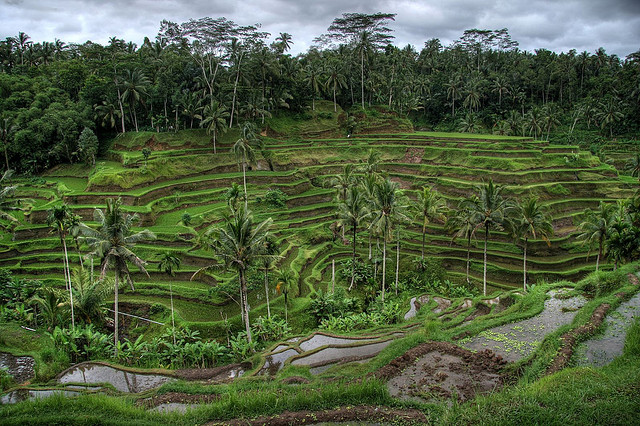 bali risaia