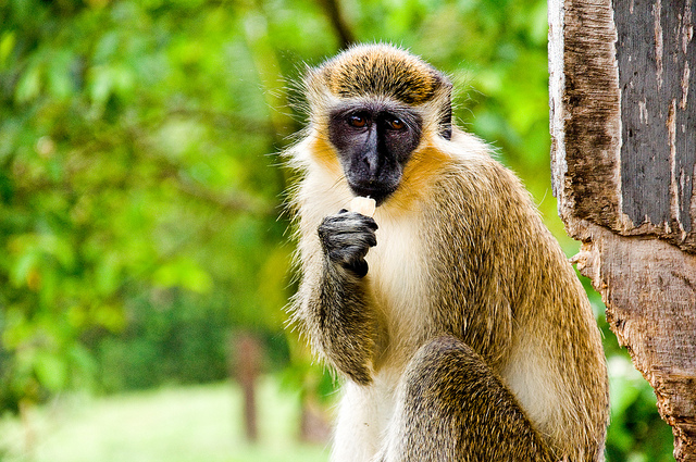 Green Monkey