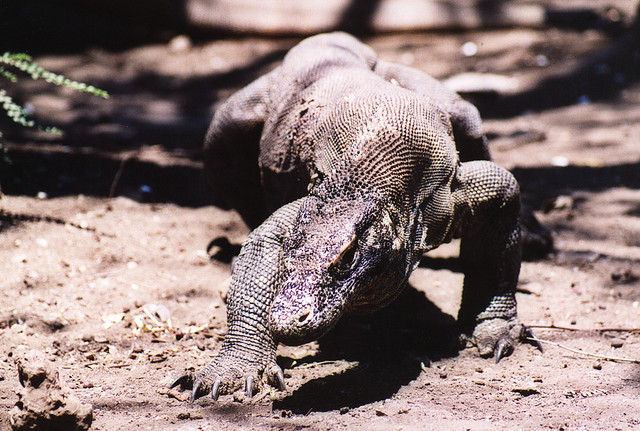 meraviglie komodo