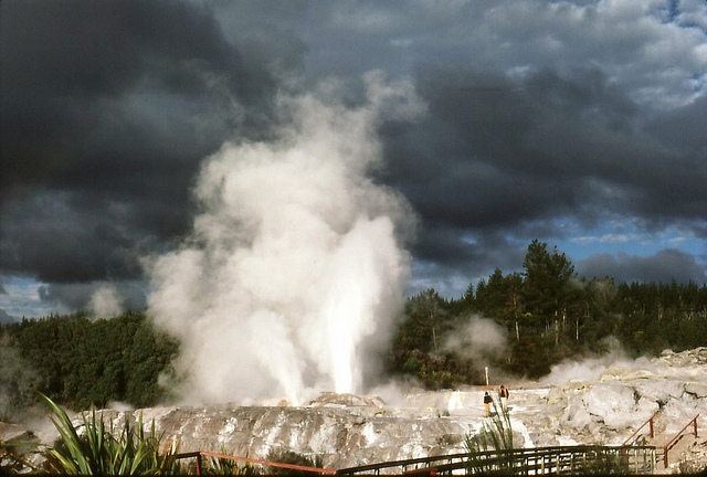 geyser rotorua nuova zelanda