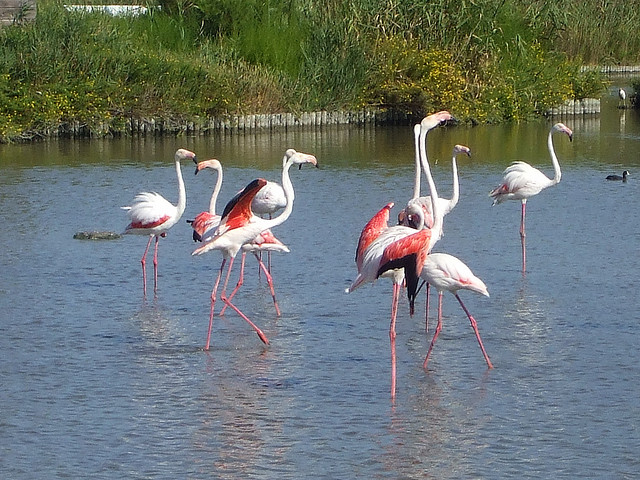 Francia, Camargue