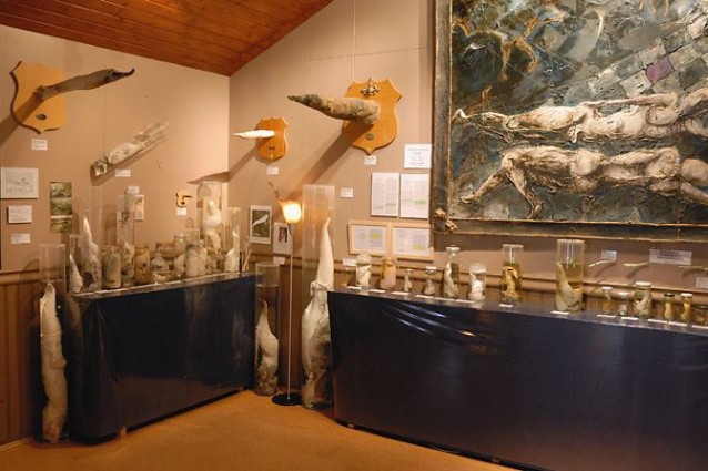 Il Museo del Pene in Islanda, la collezione più strana del mondo.