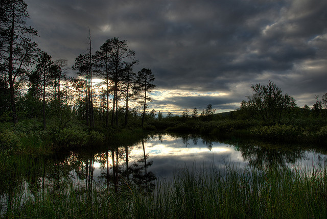 Foreste lapponi in Finlandia