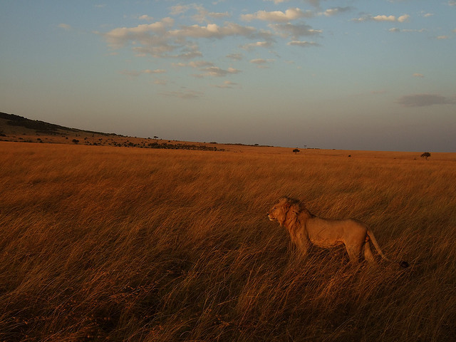 Leone al Masai Mara