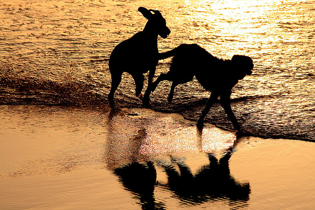 Cani sulla spiaggia (foto di José Carlos Cortizo Pérez)