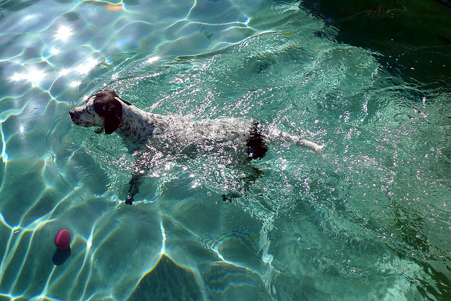 cane che nuota (foto di Ewan Munro)