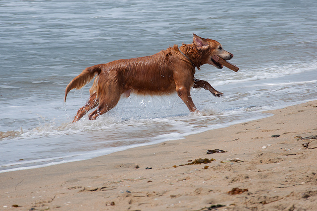 Cane in spiaggia (foto di John Liu)