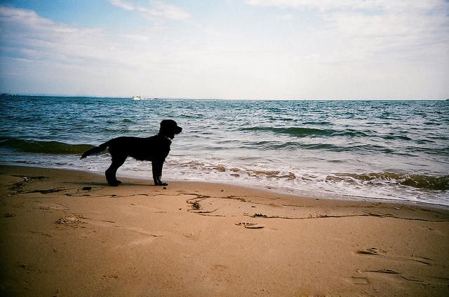 Cane in spiaggia (foto di Nick Page)