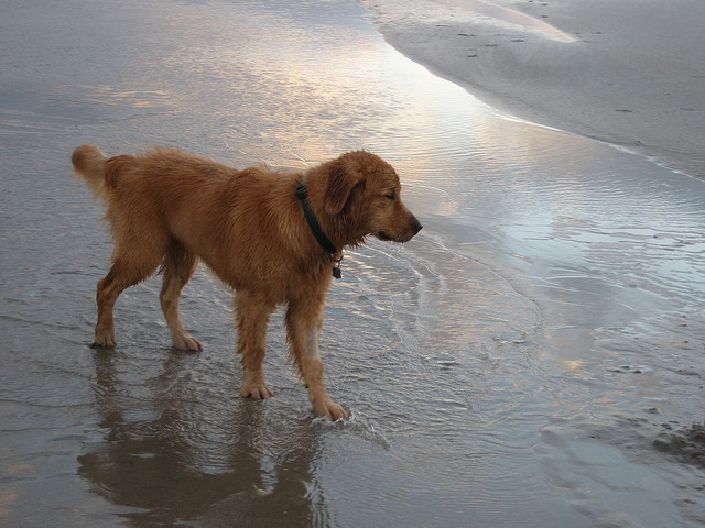 Cane sulla spiaggia (foto di Scott Beckner)