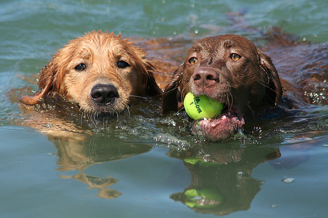Cani che nuotano e giocano (foto di Scott Beckner)
